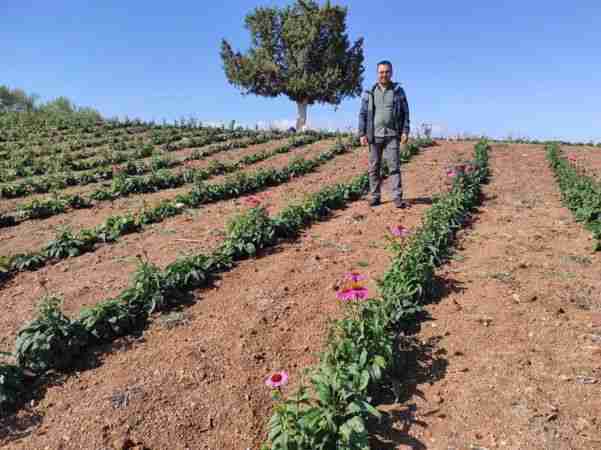 Isparta’da ekinezya tarlası görsel şölene hazırlanıyor