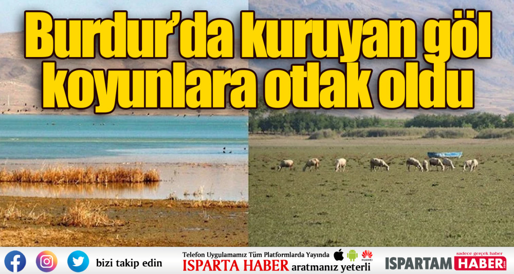 Burdur’da kuruyan göl, koyunlara otlak oldu