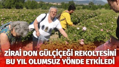 2025 Gülçiçeği alımlarının tamamlandığını belirten Gülbirlik Genel Müdürü İbrahim Işıdan,