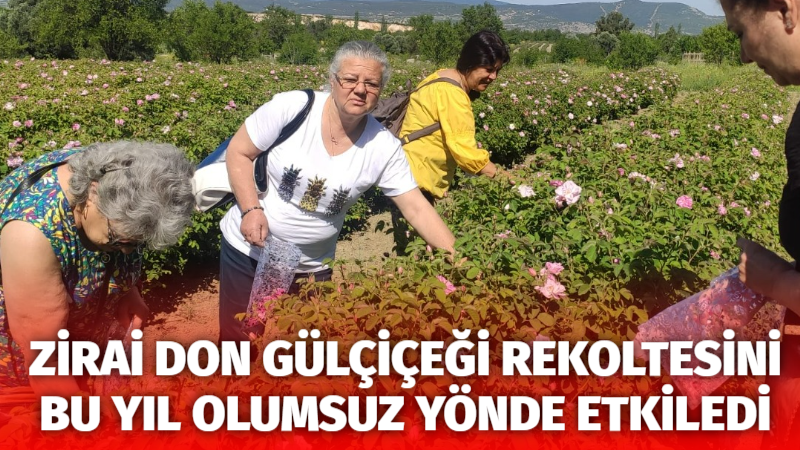 2025 Gülçiçeği alımlarının tamamlandığını belirten Gülbirlik Genel Müdürü İbrahim Işıdan,